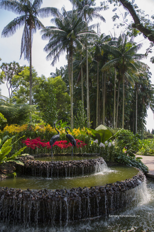 Orchids in Singapore Botanical garden
