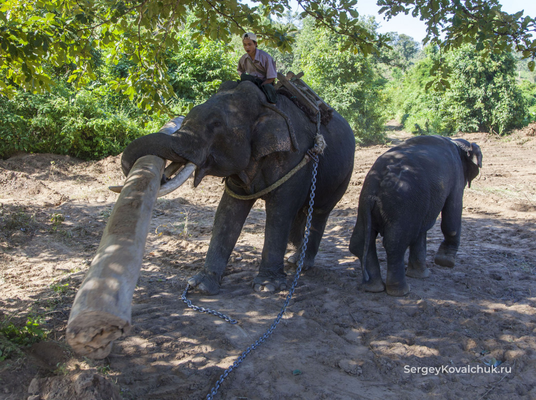 Tаungngu. Elephant sanctuary "elephant Camp"