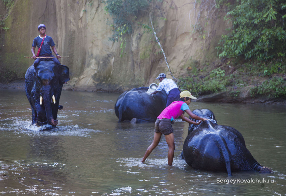 Tаungngu. Elephant sanctuary "elephant Camp"