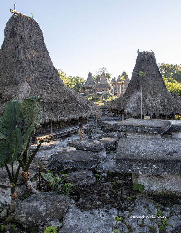Funeral rites on the island of Sumba, East Indonesia