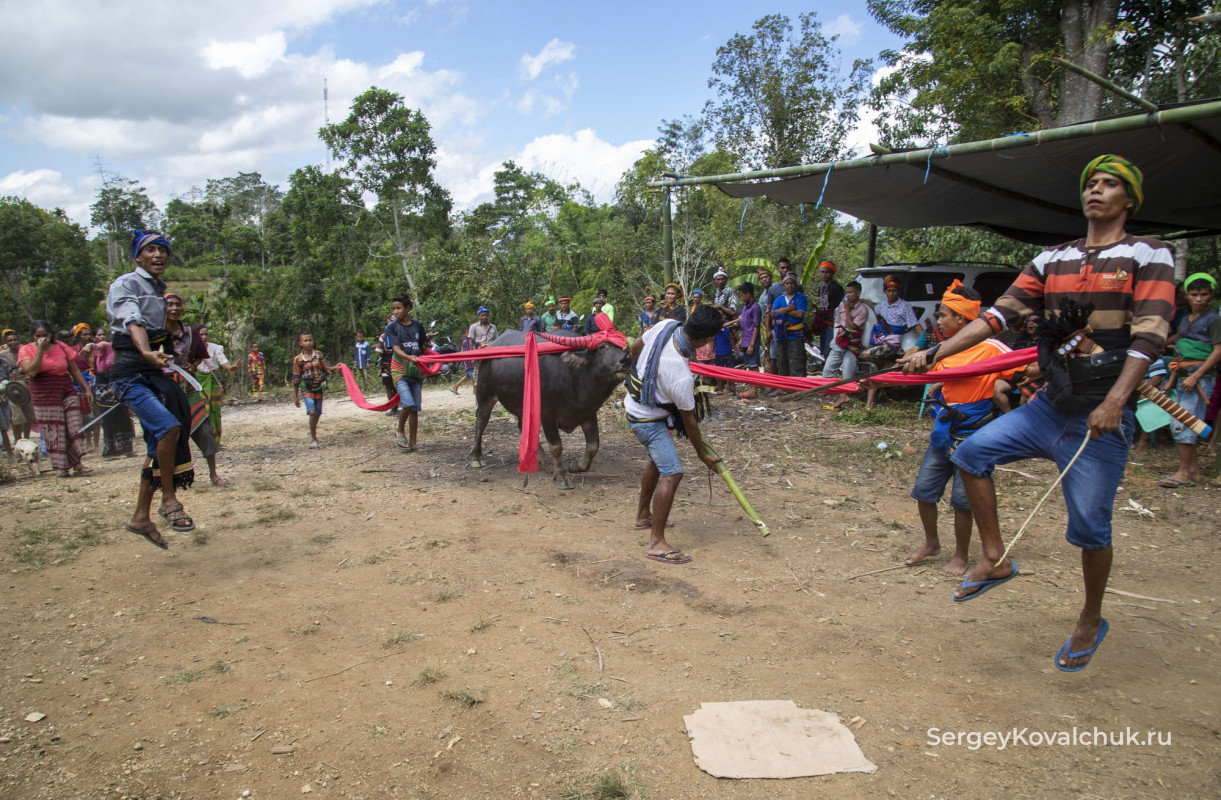 Funeral rites on the island of Sumba, East Indonesia