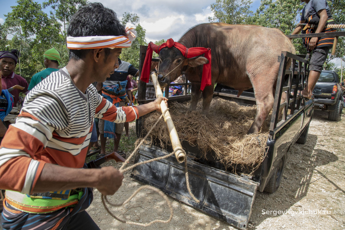 Funeral rites on the island of Sumba, East Indonesia