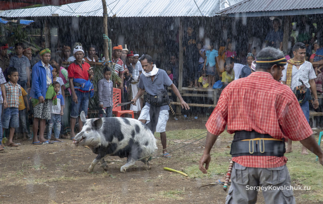 Funeral rites on the island of Sumba, East Indonesia