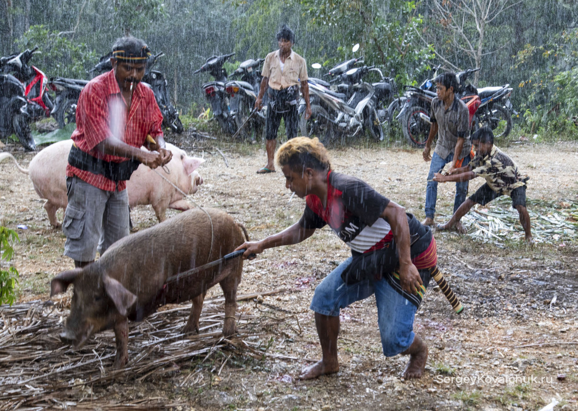 Funeral rites on the island of Sumba, East Indonesia