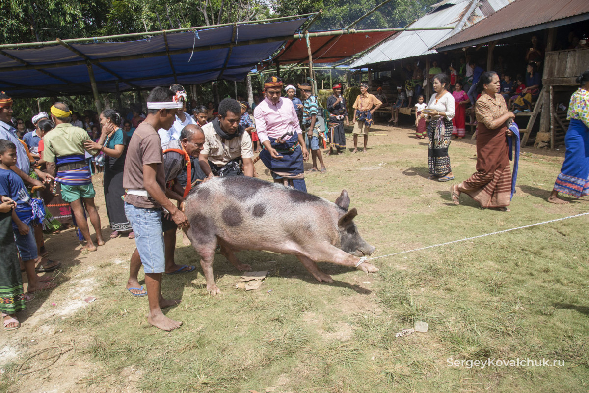 Funeral rites on the island of Sumba, East Indonesia