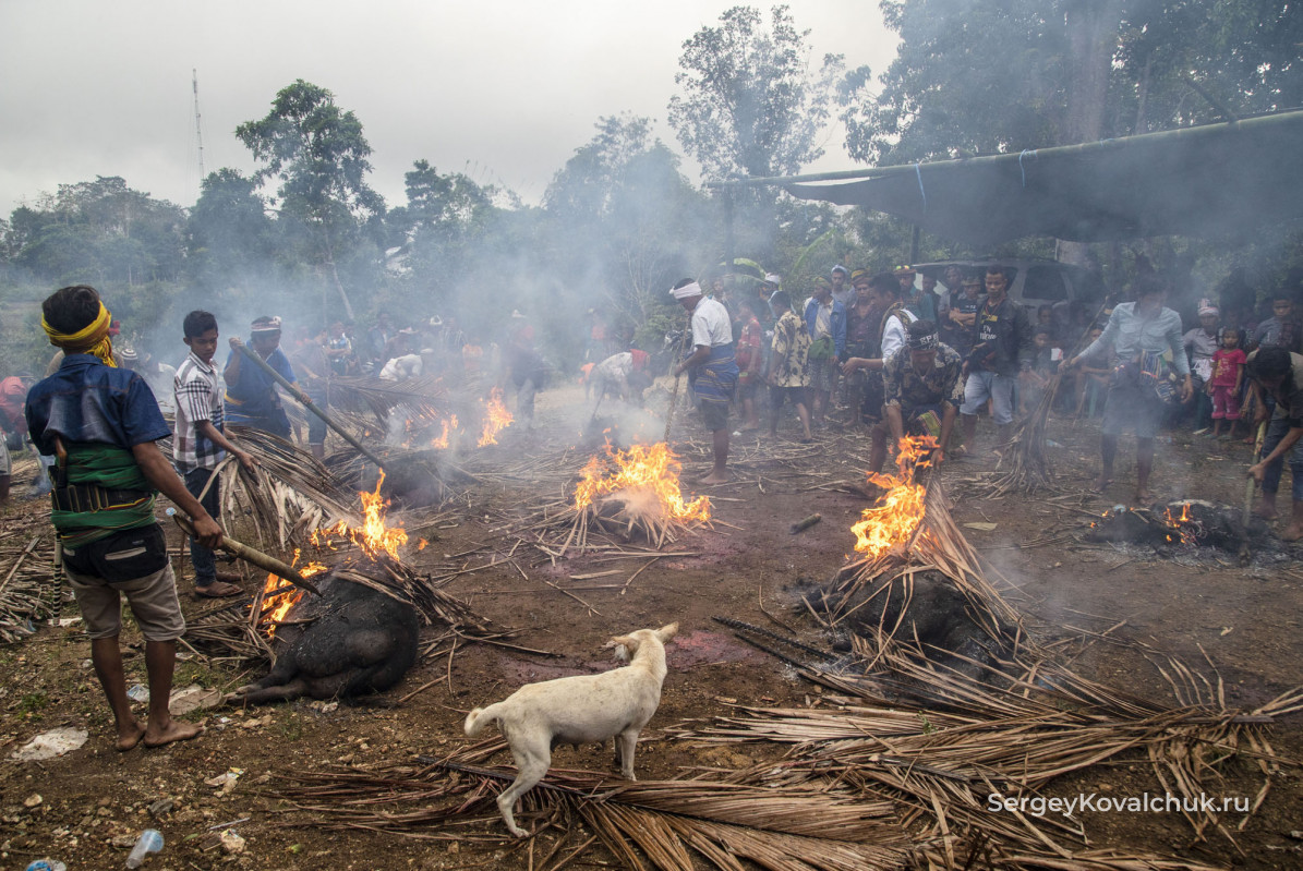 Funeral rites on the island of Sumba, East Indonesia