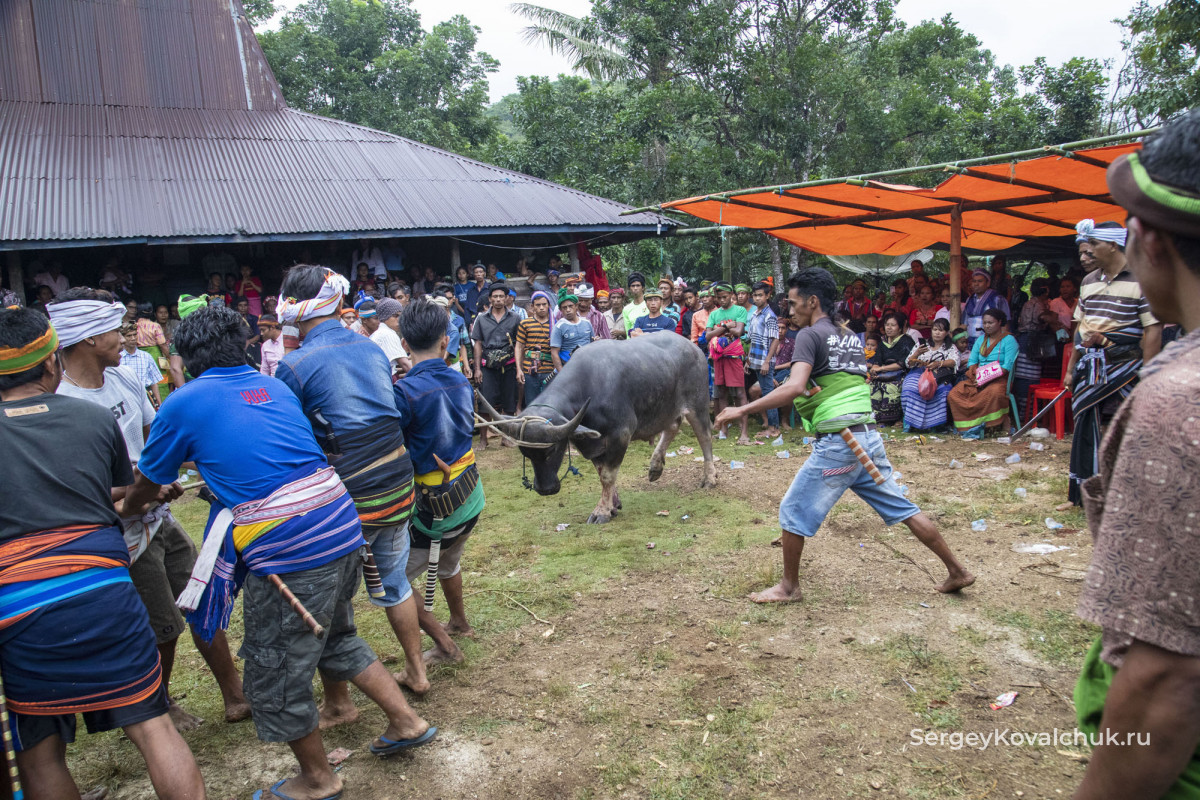 Funeral rites on the island of Sumba, East Indonesia