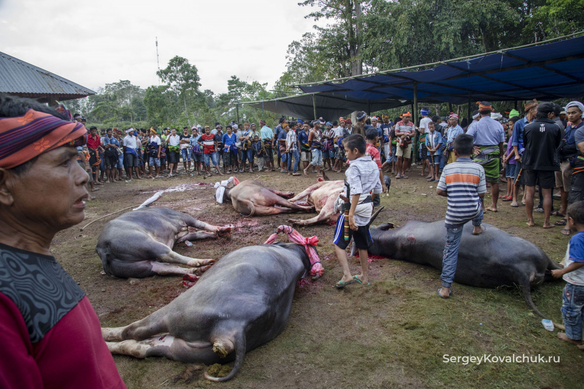 Funeral rites on the island of Sumba, East Indonesia